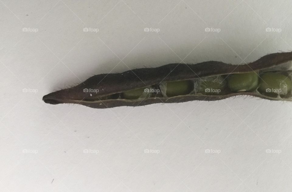Mung Beans in a Pod