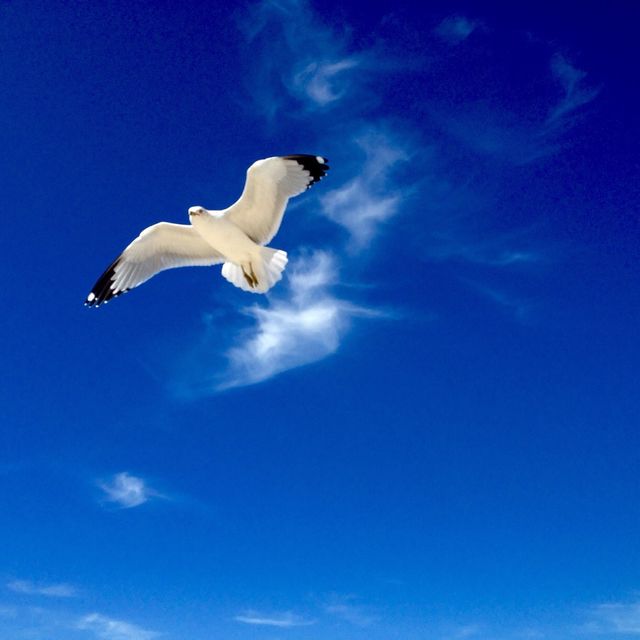 bird