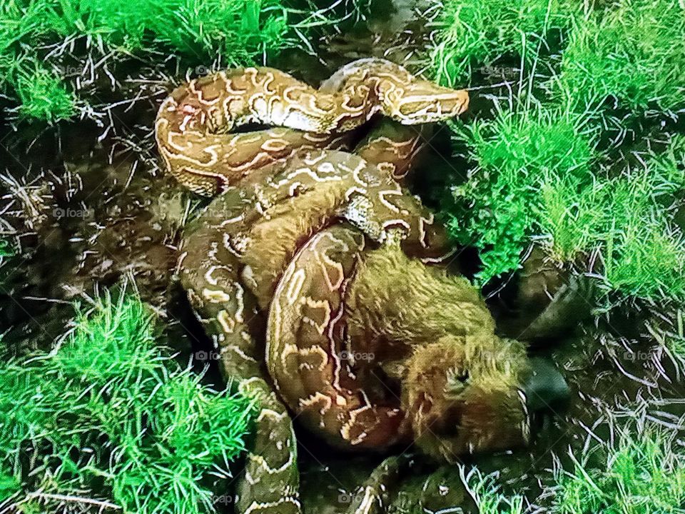 big snake attacks a monkey