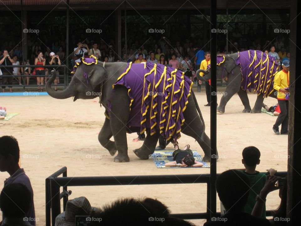 Received good luck when elephant strides over in Thailand custom