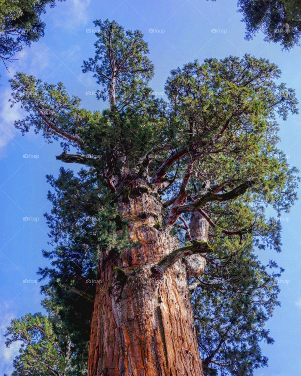 Sequoia top
