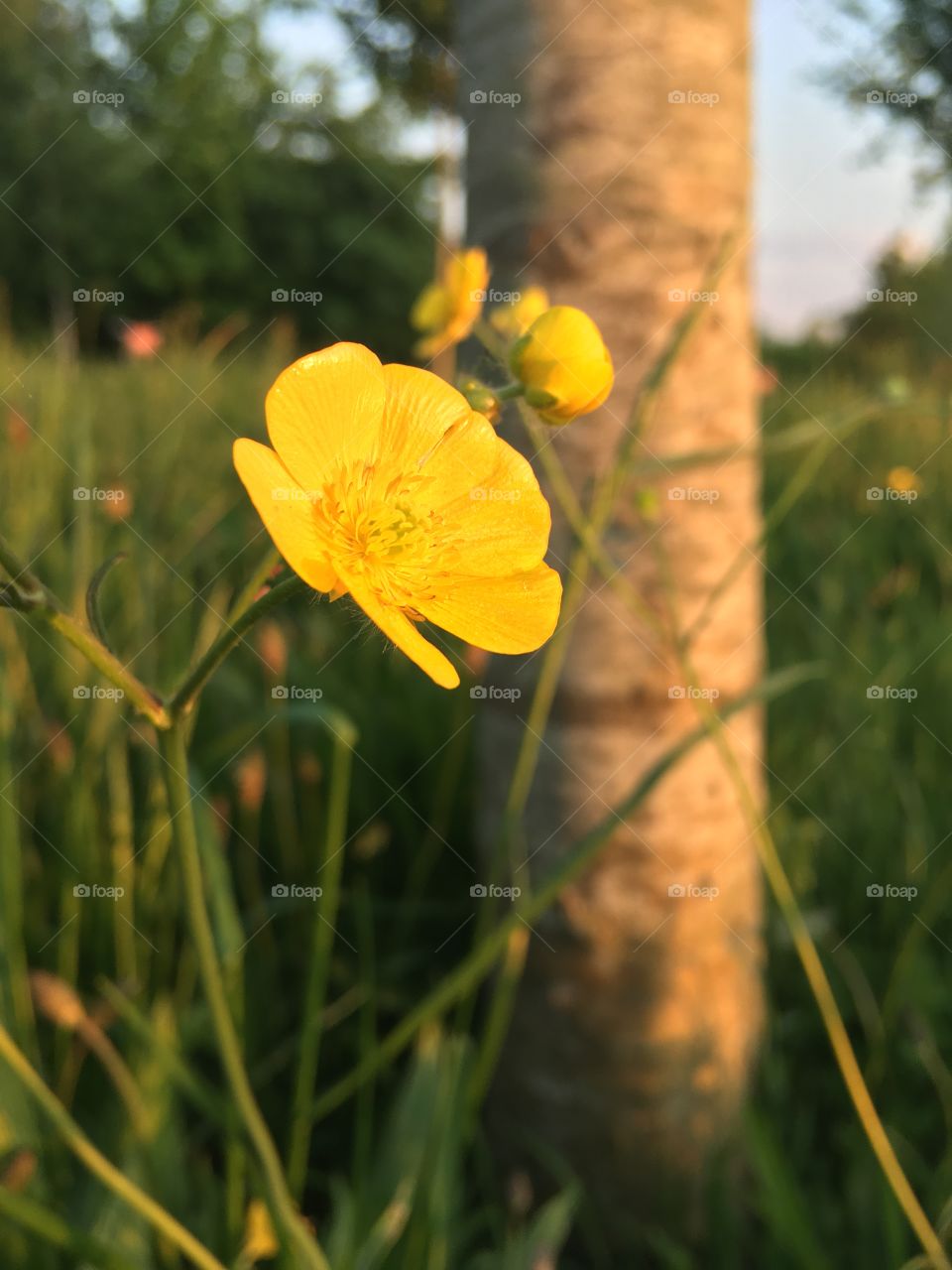 Yellow flower is enjoying sunset 