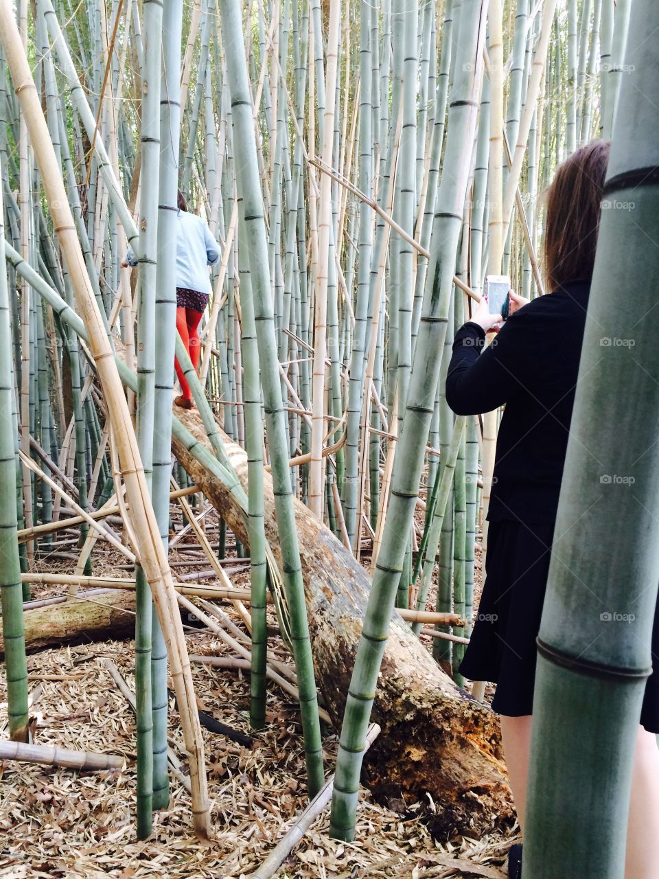 Nature, No Person, Leaf, Growth, Bamboo