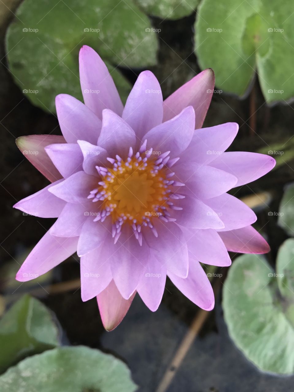 Pink lotus 