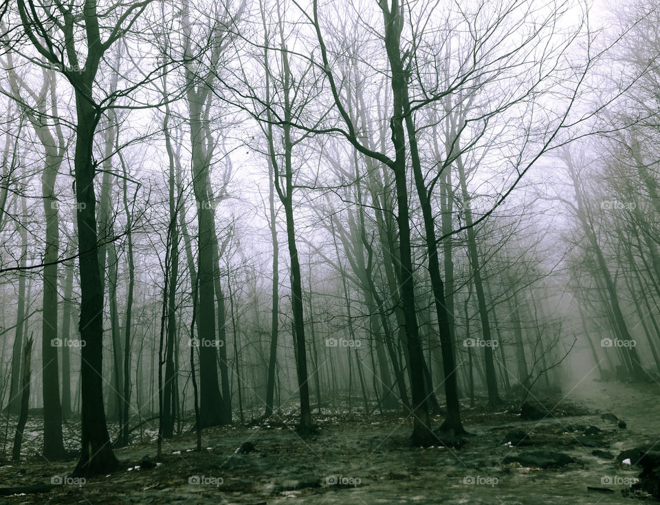 Foggy winter forest with melting snow and water