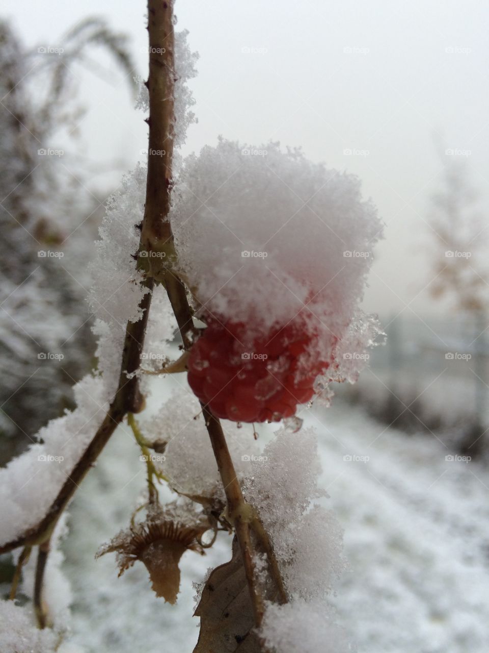 Frozen berry