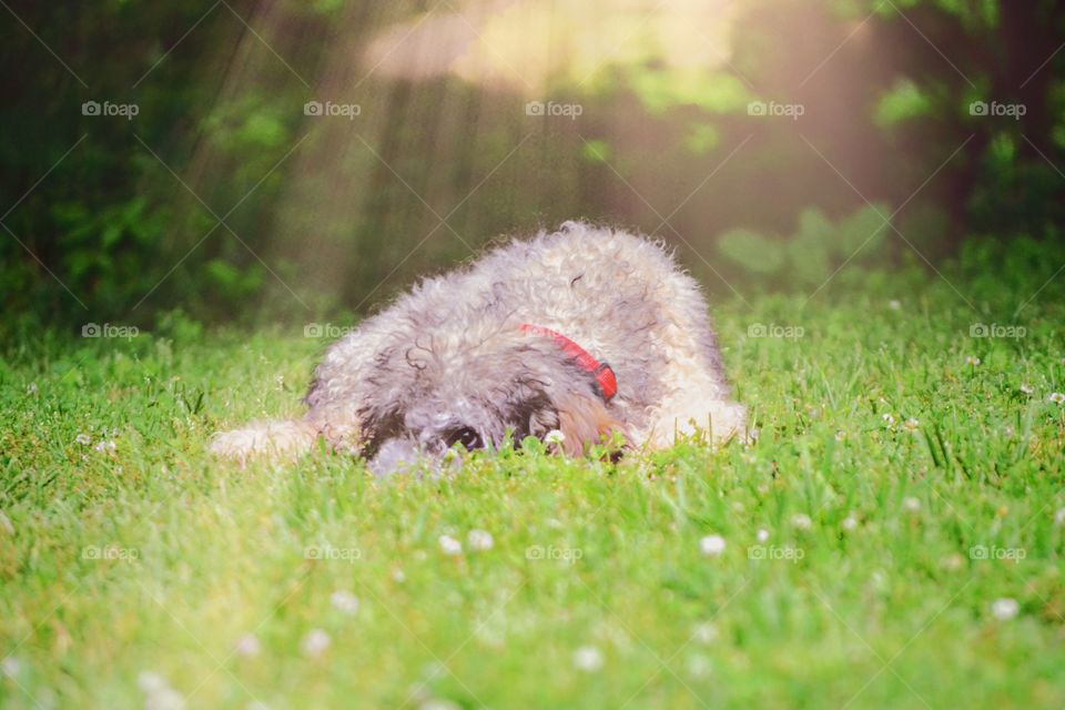 Cute standard poodle, red collar, laying in field, sunbeams coming down 