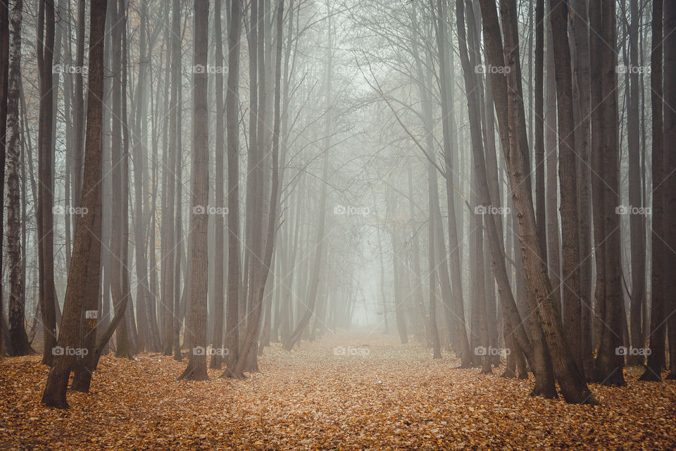 Misty landscape with forest in late autumn 