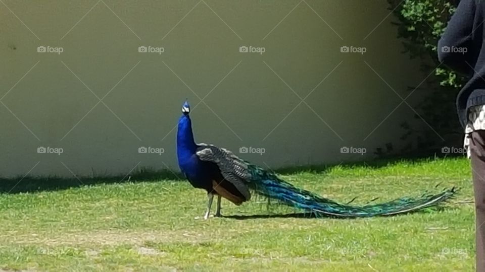 Peacock