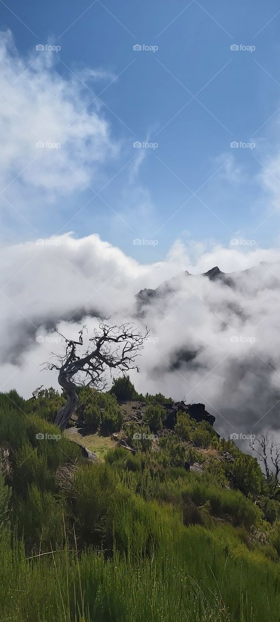 Lonely tree above the clouds