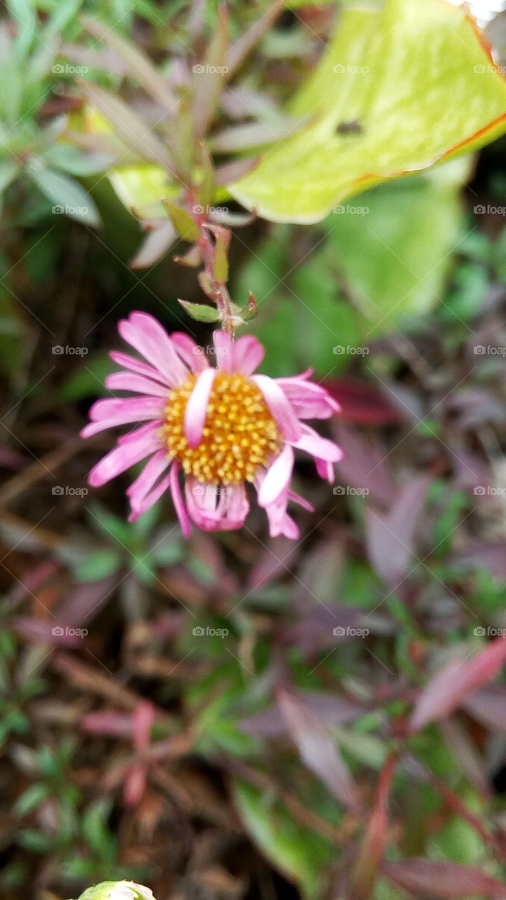 tropical island runner