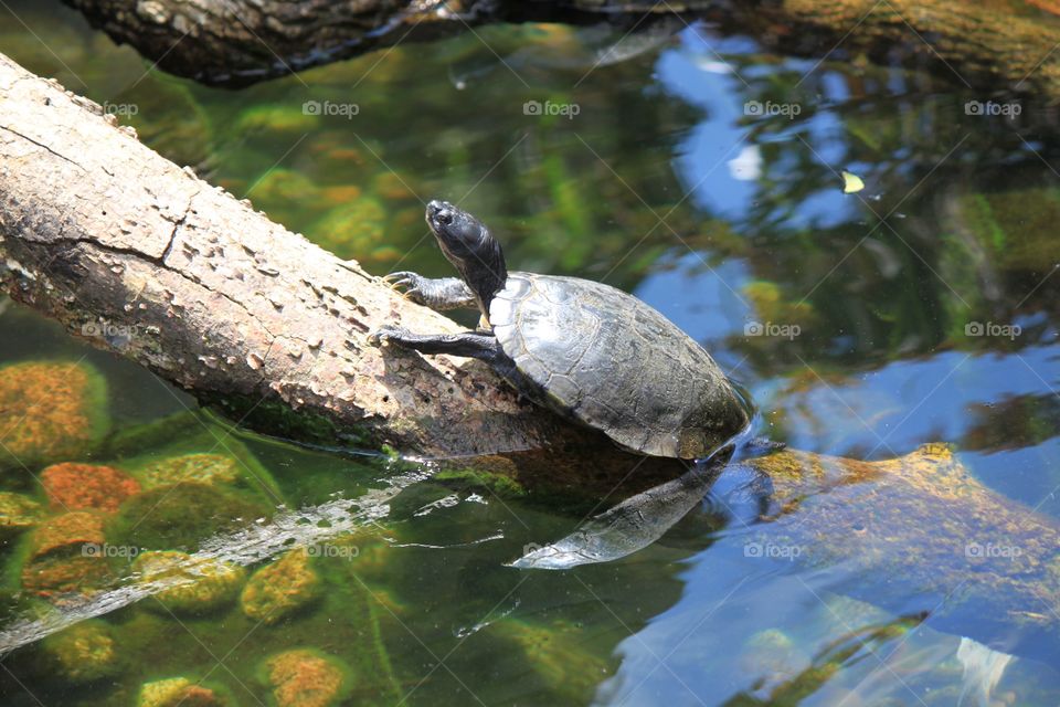 Close-up of turtle on log