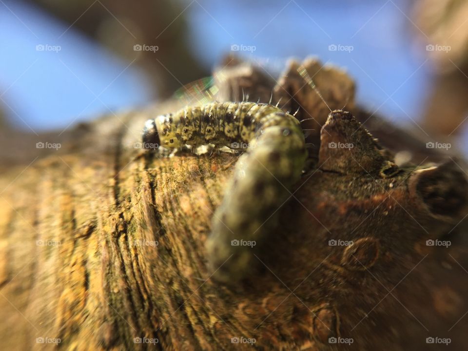 hornworm