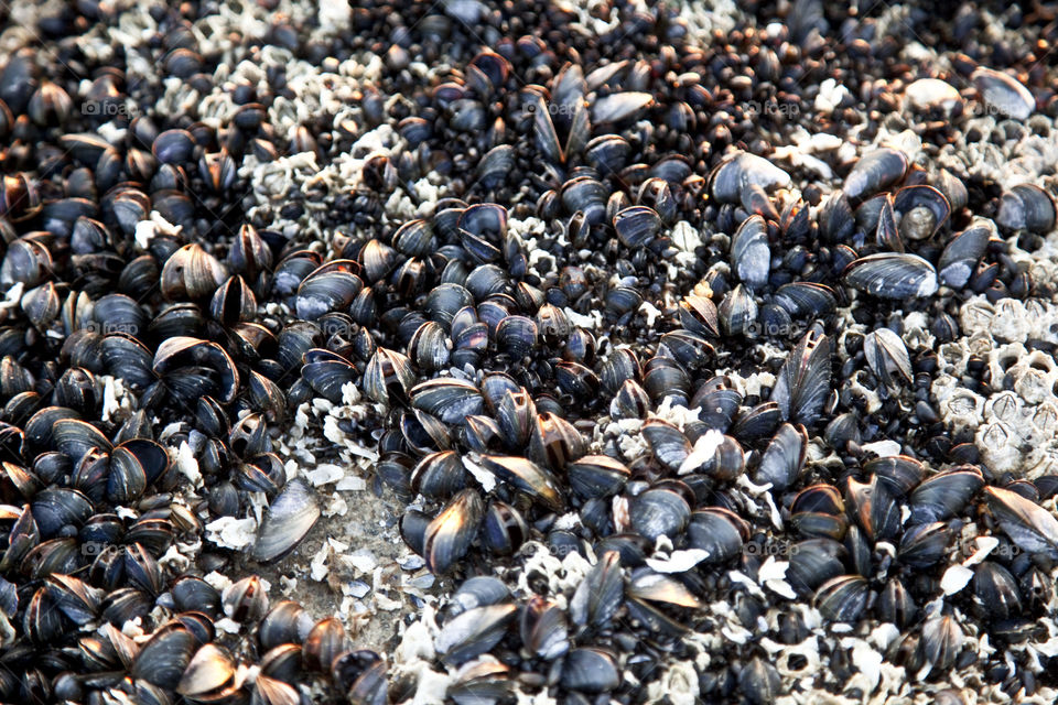 Shellfish, Shell, Many, Seashore, Crustacean