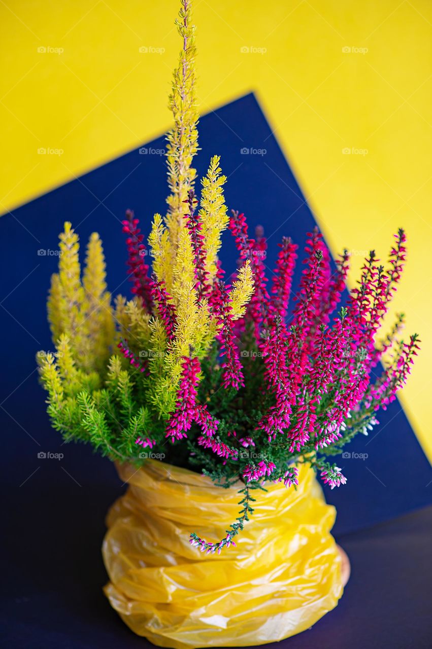 An explosion of colors in a frower pot.