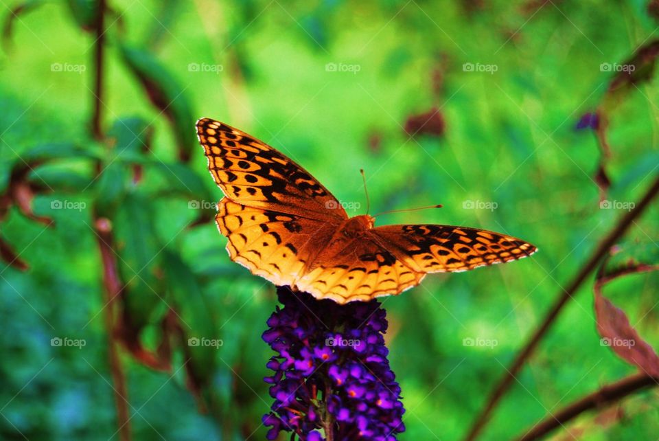 Butterfly on purple flower