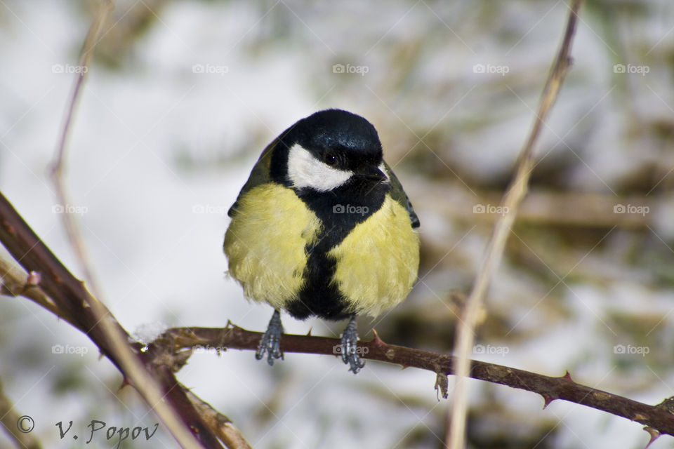 Hreat tit (Parus major )