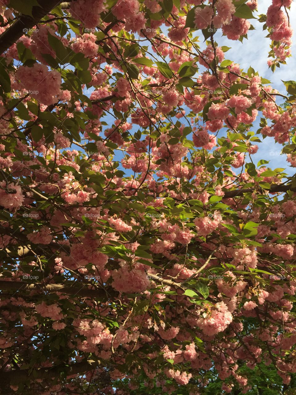 Petal pink tree