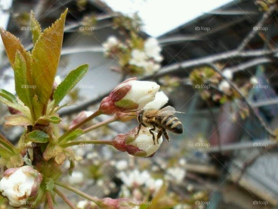 bee in the flower