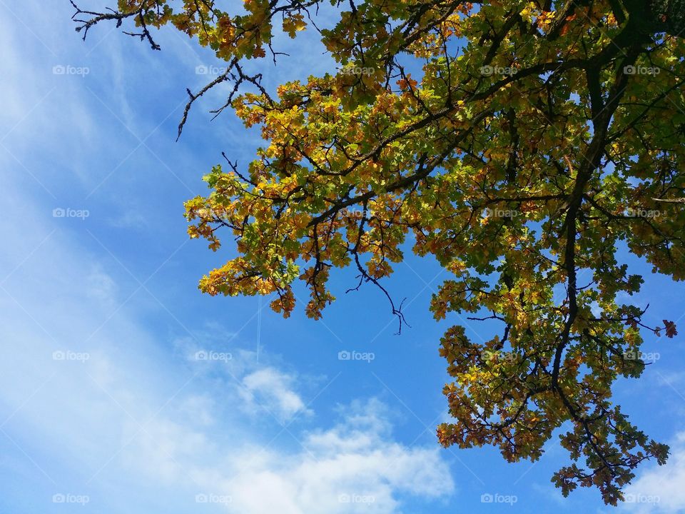 Tree against blue sky