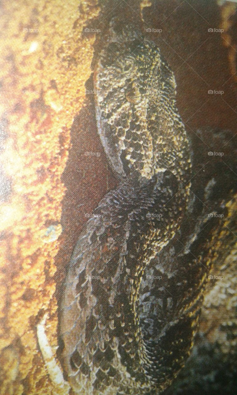 Sluggish, large-bodied puffadder rarely tries to move out of the  way when  approached
