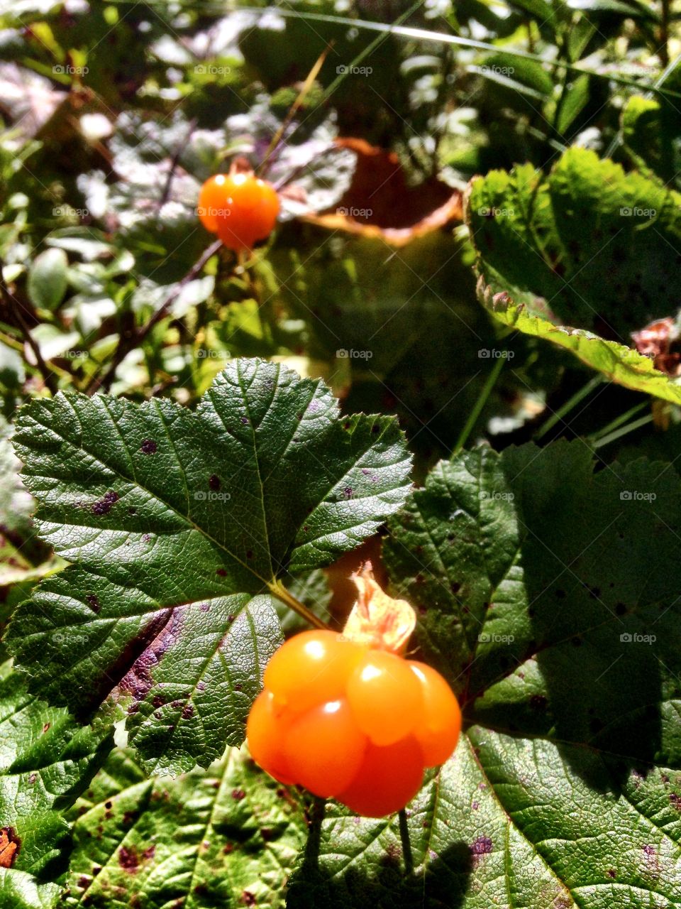 Cloudberry
