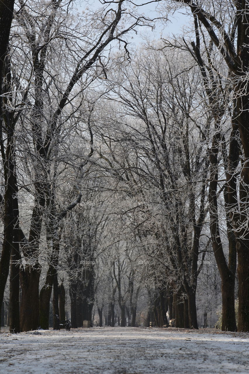 Winter, Tree, Snow, Wood, Cold