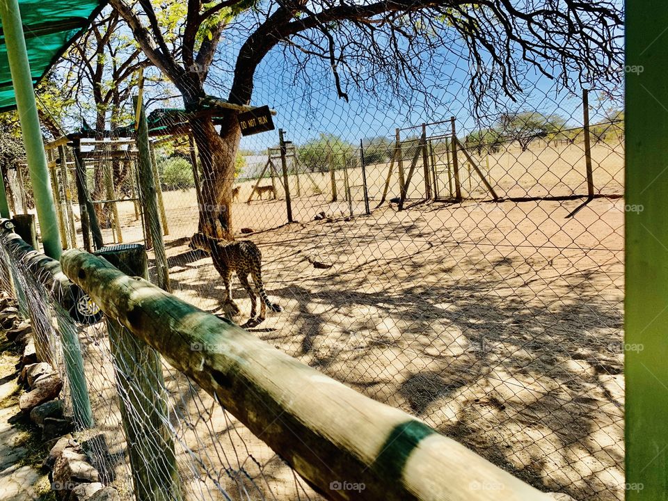 Tamed cheetahs in their cages as they wait for their lunch.