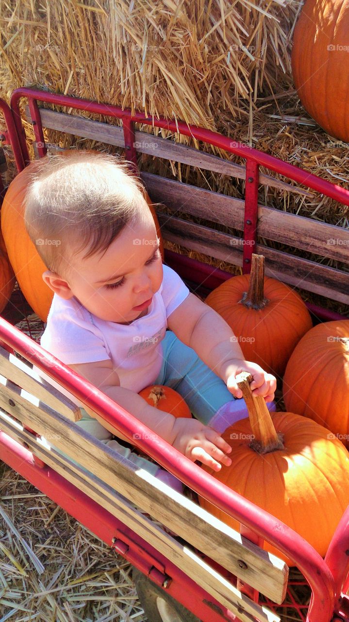 pumpkin curiosity