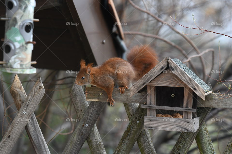 squirrel in my garden