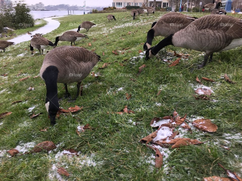 Canadian geese