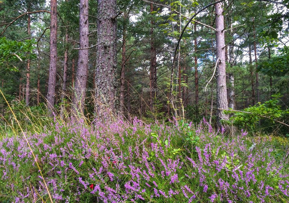 In the forest