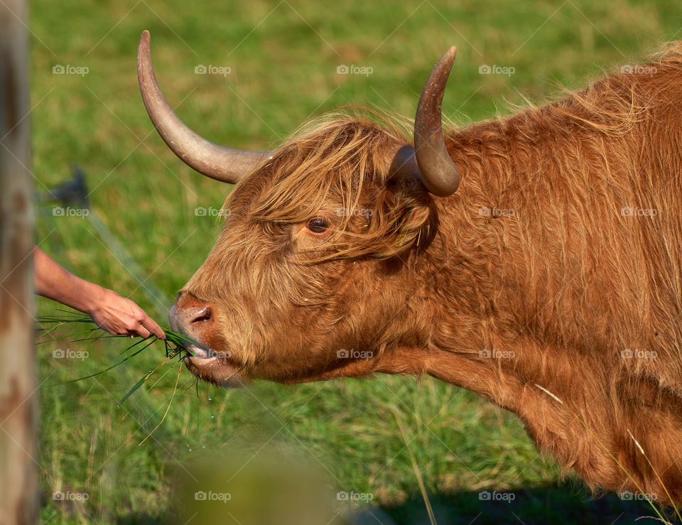 Female hand feeding bull with fresh grass in green pasture on sunny summer afternoon in Finland.