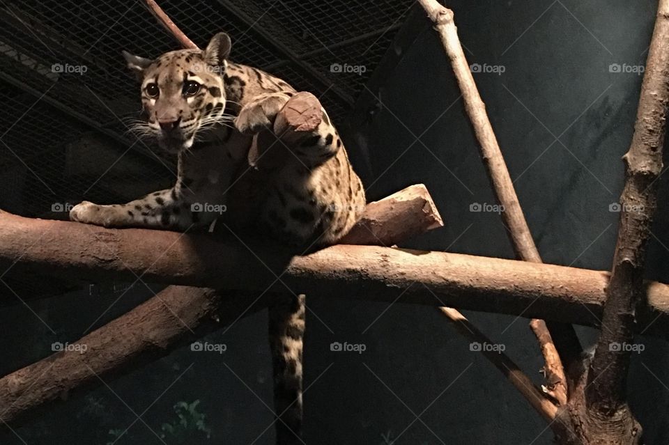 Clouded Leopards are the cutest. 