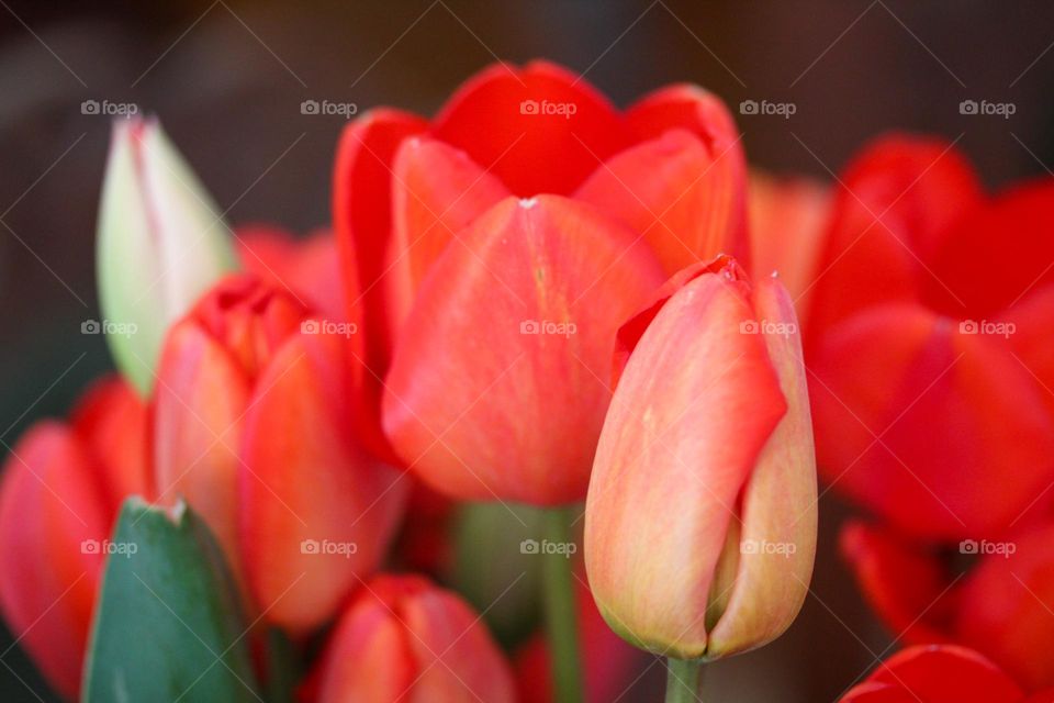 Tulips