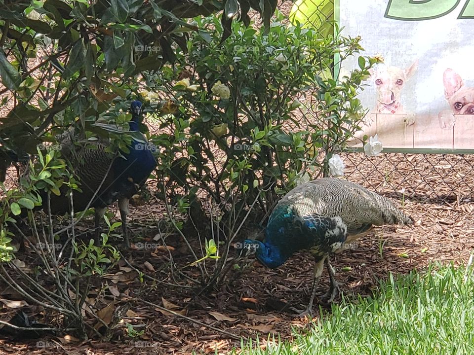 Two blue peacocks near bush