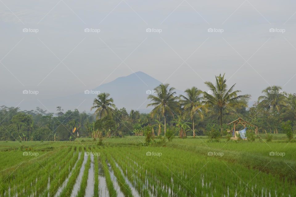 view of rice fields in the countryside, Indonesia