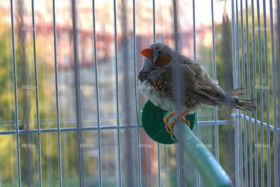 Single bird amadina in cage 