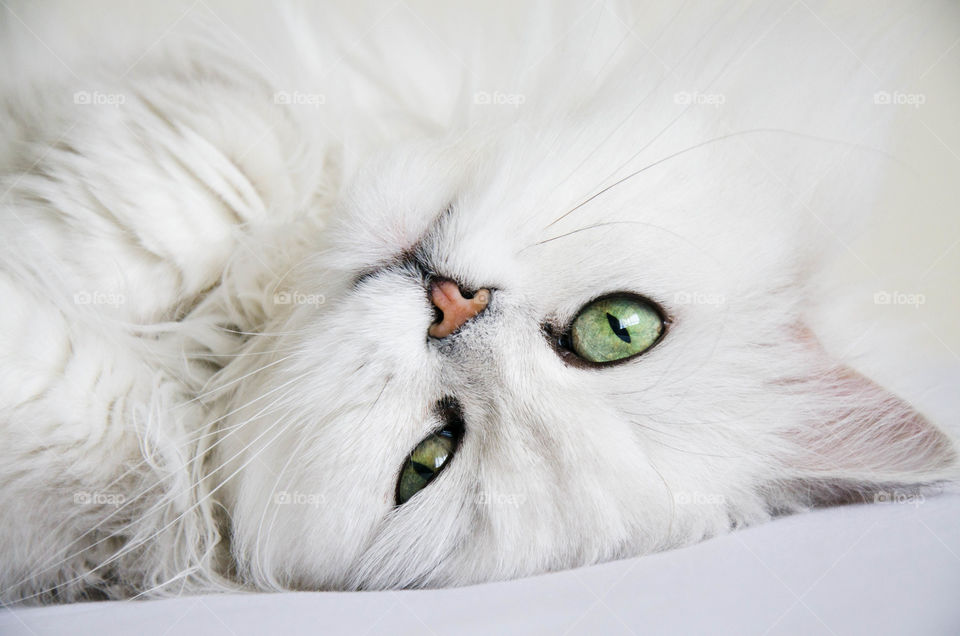 Beautiful Persian white cat with green eyes 