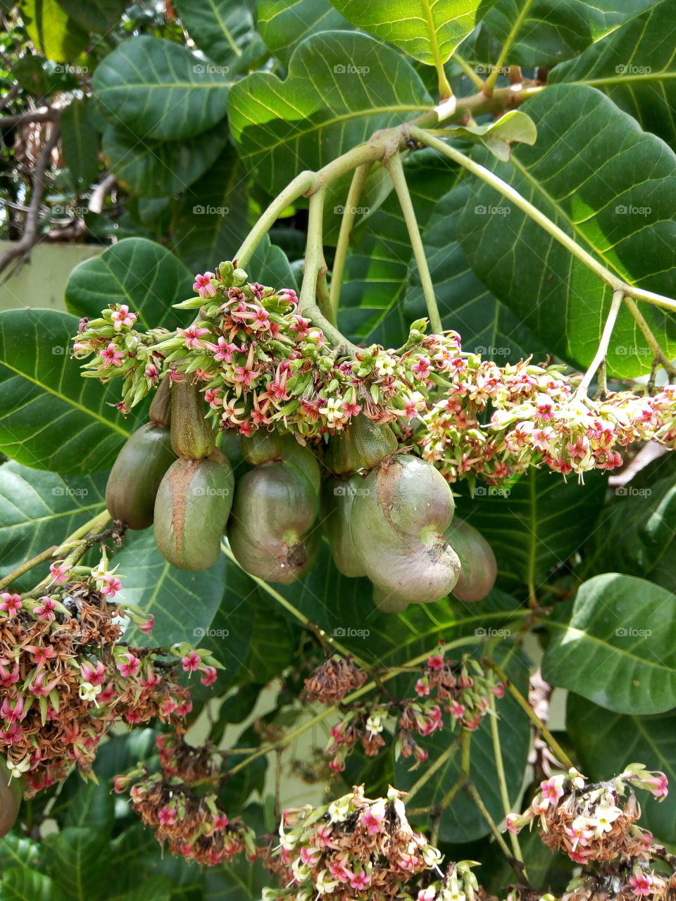 Green cashew growing on a tree