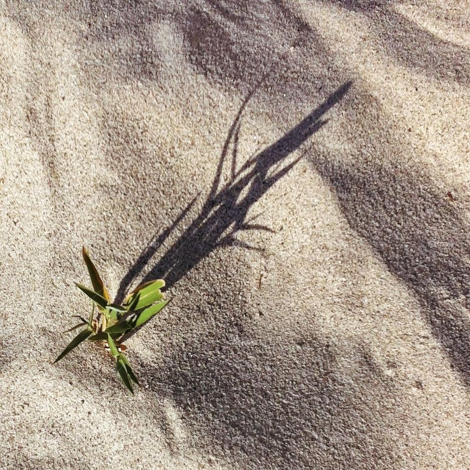 Young green reed growing in sand