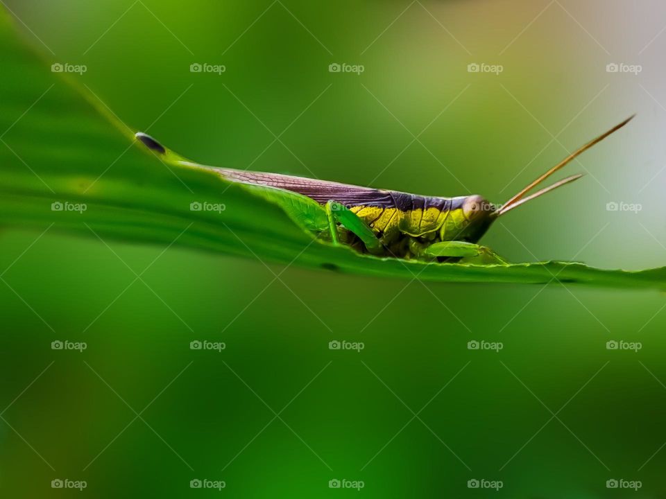 Grasshopper on the branch