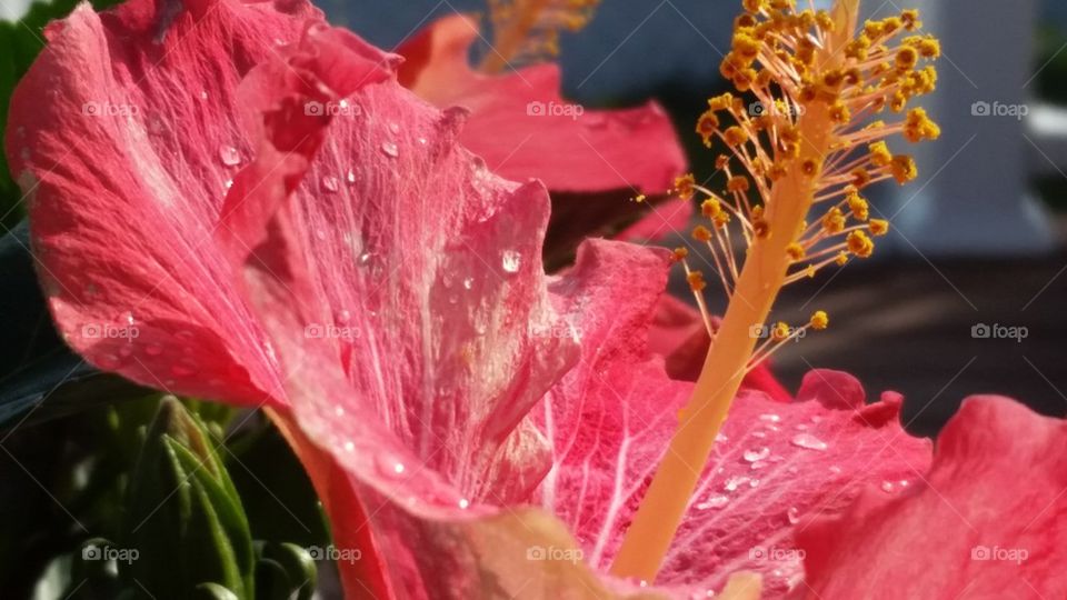 hibiscus in bloom