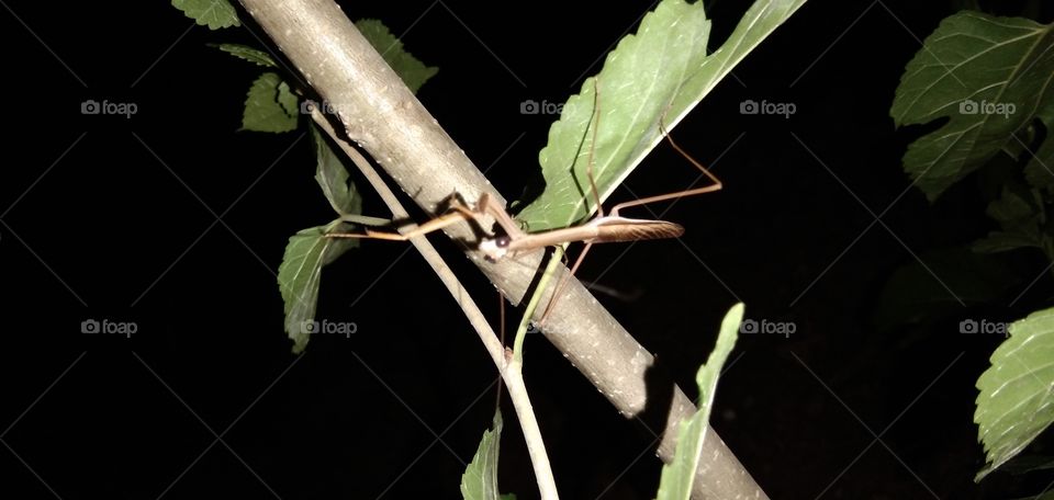 Mantis / grasshopper praying; insects that belong to the order Mantodea. In English it is called praying mantis because of its attitude which often seems to be like praying. The word mantis/mantes (Yunan) which means "prophet" or "fortune teller".