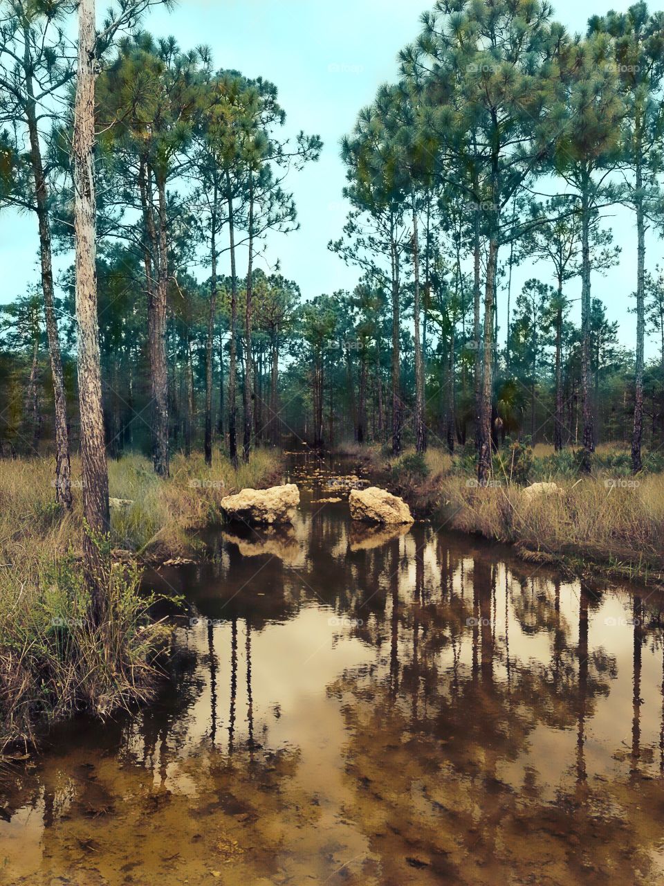 Beautiful inviting creek through the Everglades.