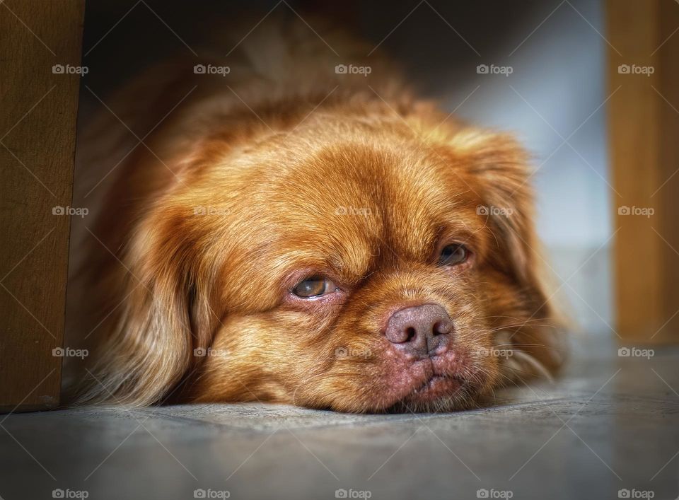 Portrait shot of sad little dog