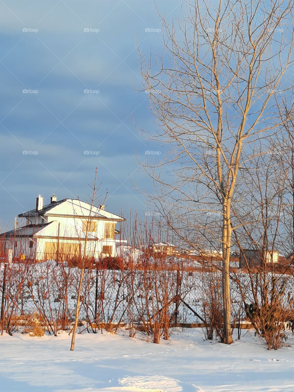 golden hour in winter garden with shrubs tree and neighboring house