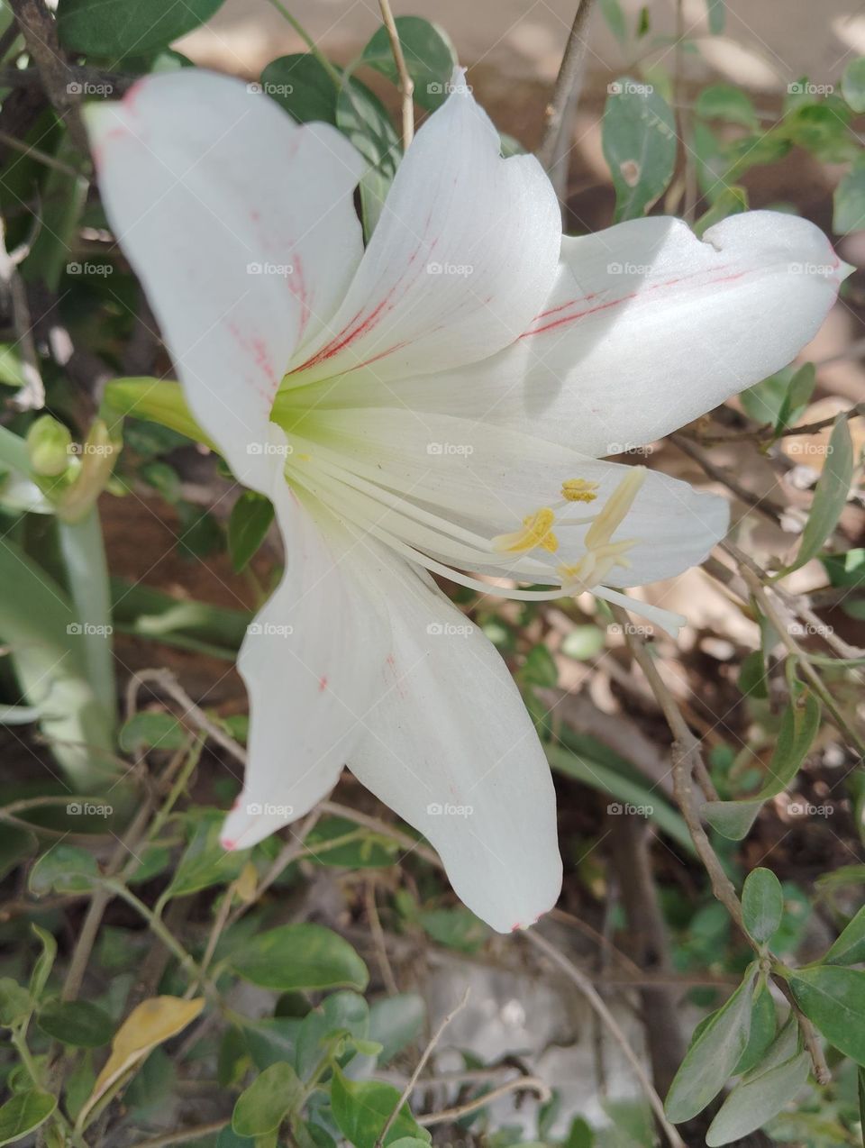 white flower, seasonal, fresh, looks very beautiful, nature generally found everywhere