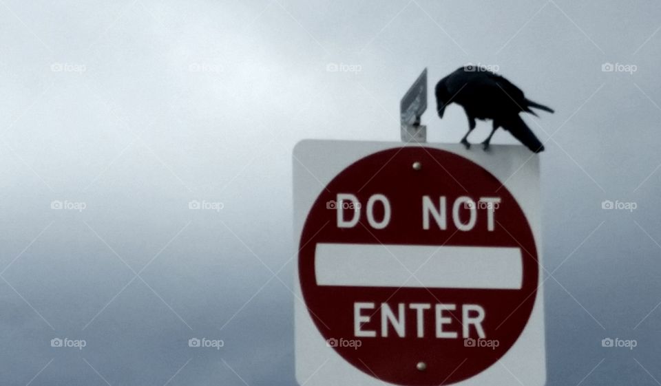 a raven perched on a do not enter sign