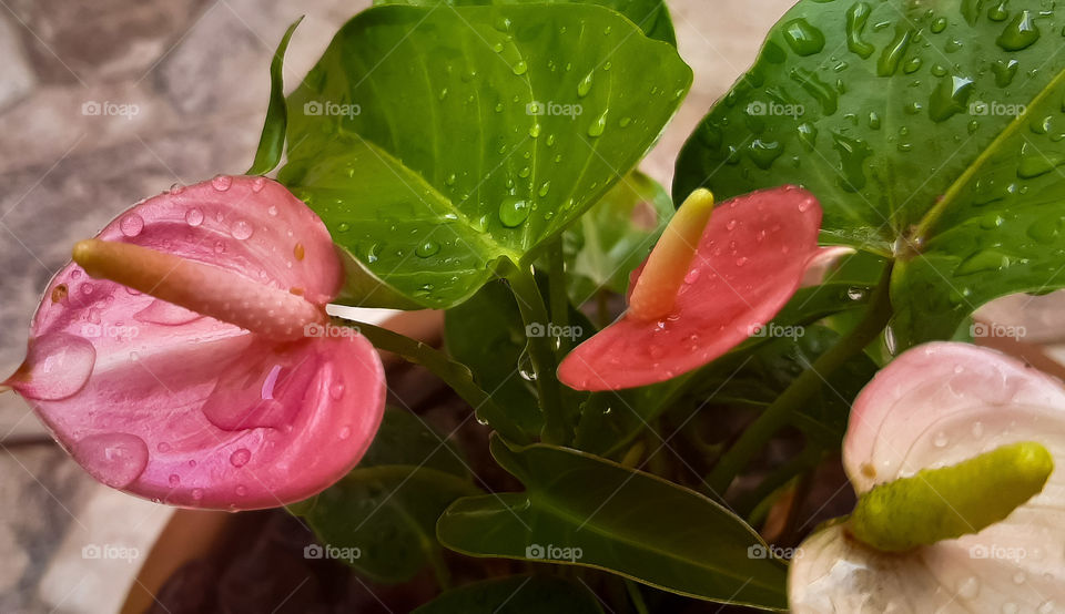 Pink Anthurium.